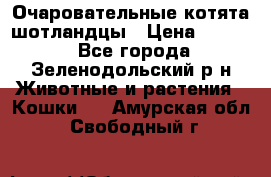 Очаровательные котята шотландцы › Цена ­ 2 000 - Все города, Зеленодольский р-н Животные и растения » Кошки   . Амурская обл.,Свободный г.